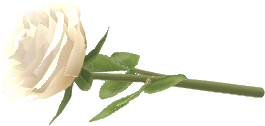 rosa blanca suelta