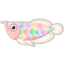 arowana multicolore