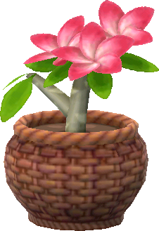 potted red plumeria
