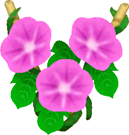 pink morning glories