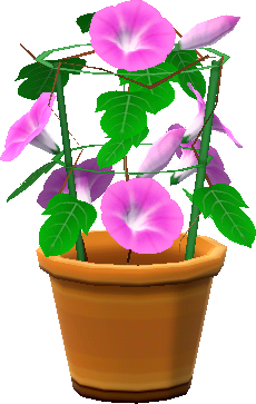 potted p. morning glories