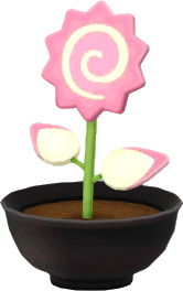 핑크색 회오리어묵꽃 화분