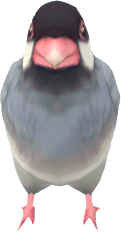 handheld Java sparrow