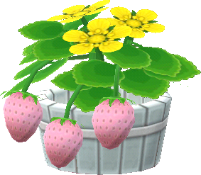 potted p. strawberries