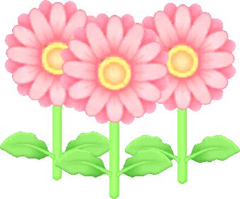 gerbera rose