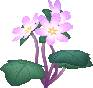 Rosa-Leberblümchen