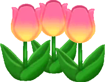 pink spring tulips