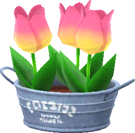 pink spring tulips