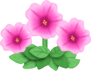 pink petunias