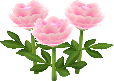 peonía lactiflora rosa