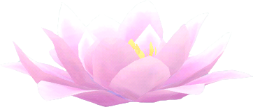 flor loto flotante rosa