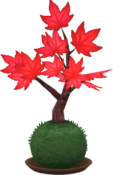 maceta bonsái arce rojo