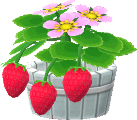 potted r. strawberries
