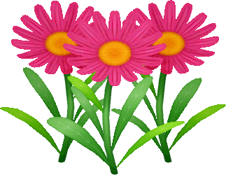 magenta daisies