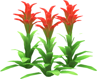 guzmania roja