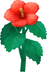 紅色夏威夷扶桑花