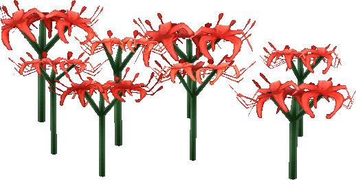 red spider lilies