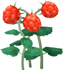 紅色木莓