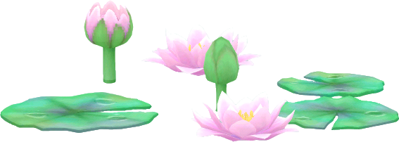 nénuphars roses en fleur