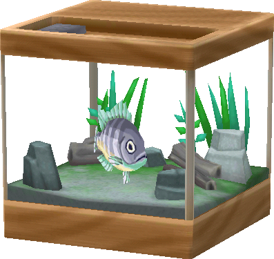 aquarium crapet