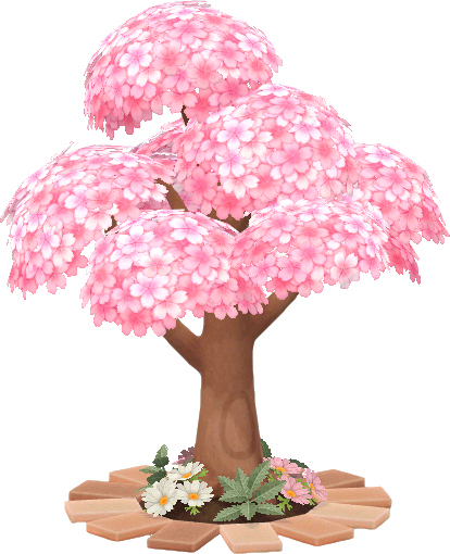 blooming sakura tree