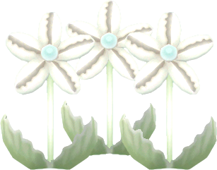 白色貝殼花