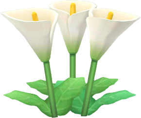 white calla lilies