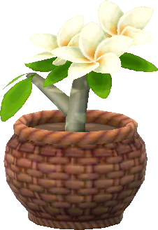 potted white plumeria