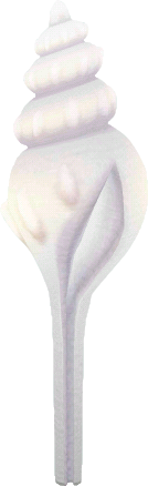 poteau coquillage blanc
