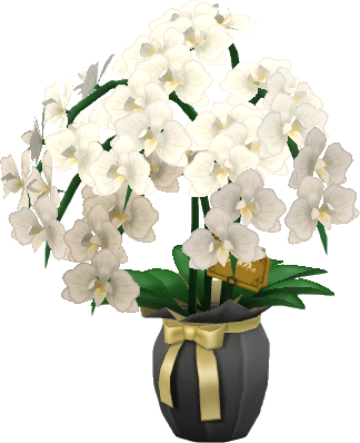 mazzo orchidee bianco