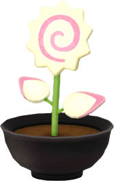 하얀색 회오리어묵꽃 화분