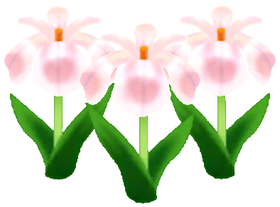 Weiß-Schwertlilien