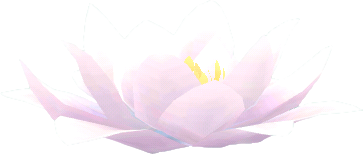 flor loto flotante blanca