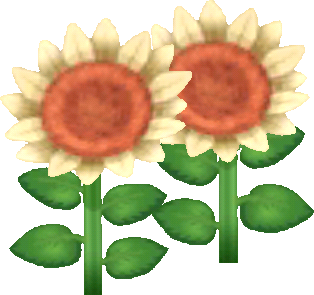 Weiß-Sonnenblume