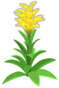 yellow guzmania