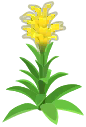 guzmania jaune