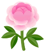 peonía lactiflora rosa
