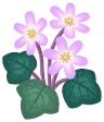  Rosa-Leberblümchen