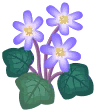 紫色報春花