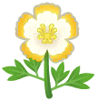 floravera blanca