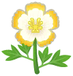  Weiß-Eierblumen