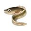 darkfin pike eel