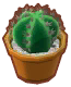 minicactus redondo