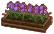 보라색 꽃창포 화단