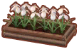 jardinière iris blancs