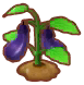 potted farmer's eggplants