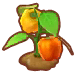 Paprika (Feldpflanze)