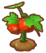  Tomaten (Feldpflanze)