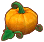 orange presto pumpkin