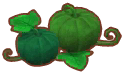 coppia di zucche verdi